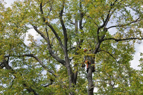 Reliable Mount Pleasant, SC Tree Care Solutions
